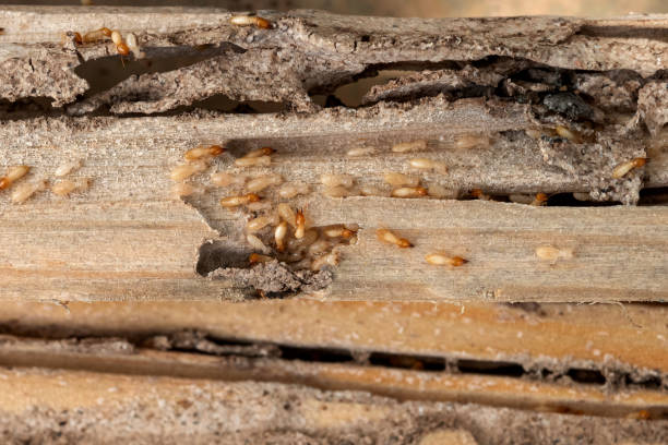 Best Commercial Pest Control Services  in Minturn, CO